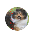 璃空とぽんずと愉快な仲間たち1（個別スタンプ：1）