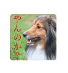璃空とぽんずと愉快な仲間たち1（個別スタンプ：2）