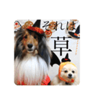 璃空とぽんずと愉快な仲間たち1（個別スタンプ：3）