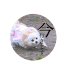 璃空とぽんずと愉快な仲間たち1（個別スタンプ：5）