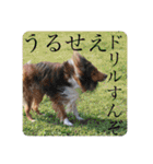 璃空とぽんずと愉快な仲間たち1（個別スタンプ：6）