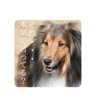 璃空とぽんずと愉快な仲間たち1（個別スタンプ：7）