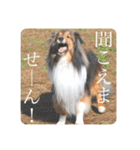 璃空とぽんずと愉快な仲間たち1（個別スタンプ：11）