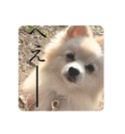 璃空とぽんずと愉快な仲間たち1（個別スタンプ：12）