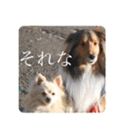 璃空とぽんずと愉快な仲間たち1（個別スタンプ：15）