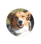 璃空とぽんずと愉快な仲間たち1（個別スタンプ：20）