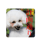璃空とぽんずと愉快な仲間たち1（個別スタンプ：23）