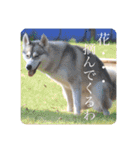 璃空とぽんずと愉快な仲間たち1（個別スタンプ：24）