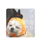 璃空とぽんずと愉快な仲間たち1（個別スタンプ：27）