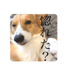 璃空とぽんずと愉快な仲間たち1（個別スタンプ：32）