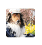 璃空とぽんずと愉快な仲間たち1（個別スタンプ：35）