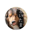 璃空とぽんずと愉快な仲間たち1（個別スタンプ：39）