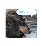 Mダックスの波瑠ちゃん（個別スタンプ：4）