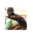 Mダックスの波瑠ちゃん（個別スタンプ：7）