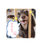 Mダックスの波瑠ちゃん（個別スタンプ：12）