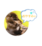 Mダックスの波瑠ちゃん（個別スタンプ：13）