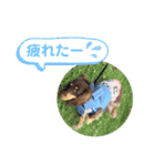 Mダックスの波瑠ちゃん（個別スタンプ：15）