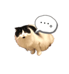 ピゲ様（個別スタンプ：5）
