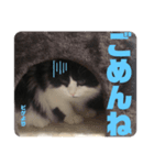 ピゲ様（個別スタンプ：8）