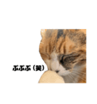 使える三毛猫（個別スタンプ：2）