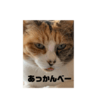 使える三毛猫（個別スタンプ：3）