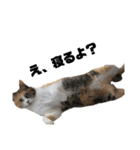 使える三毛猫（個別スタンプ：4）