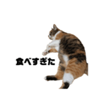 使える三毛猫（個別スタンプ：5）