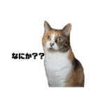 使える三毛猫（個別スタンプ：6）