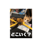 使える三毛猫（個別スタンプ：7）
