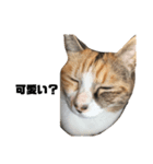 使える三毛猫（個別スタンプ：8）