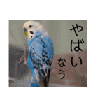 ぴーちゃんpart2（個別スタンプ：13）