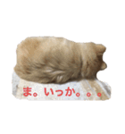 もふもふマリンちゃん（個別スタンプ：10）