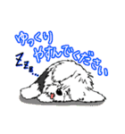 オールドイングリッシュシープドッグ！（個別スタンプ：11）