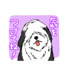 オールドイングリッシュシープドッグ！（個別スタンプ：19）