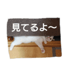 白黒ネコの日常スタンプ（個別スタンプ：2）