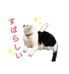 白黒ネコの日常スタンプ（個別スタンプ：18）