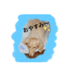 ダックス＆ネコ（個別スタンプ：1）