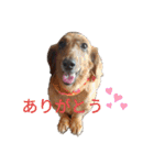 ダックス＆ネコ（個別スタンプ：5）