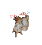 ダックス＆ネコ（個別スタンプ：7）