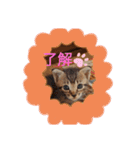 ダックス＆ネコ（個別スタンプ：8）