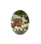 ダックス＆ネコ（個別スタンプ：14）