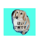 ダックス＆ネコ（個別スタンプ：15）