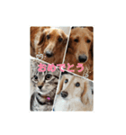 ダックス＆ネコ（個別スタンプ：17）