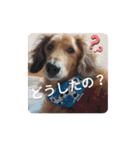 ダックス＆ネコ（個別スタンプ：22）