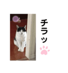 お母ちゃん猫4（個別スタンプ：1）