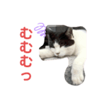 お母ちゃん猫4（個別スタンプ：3）