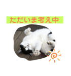 お母ちゃん猫4（個別スタンプ：4）
