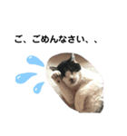 お母ちゃん猫4（個別スタンプ：5）