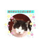 お母ちゃん猫4（個別スタンプ：6）