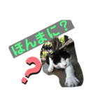 お母ちゃん猫4（個別スタンプ：7）